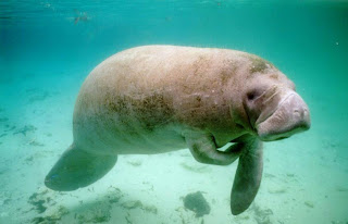 steller's sea cow