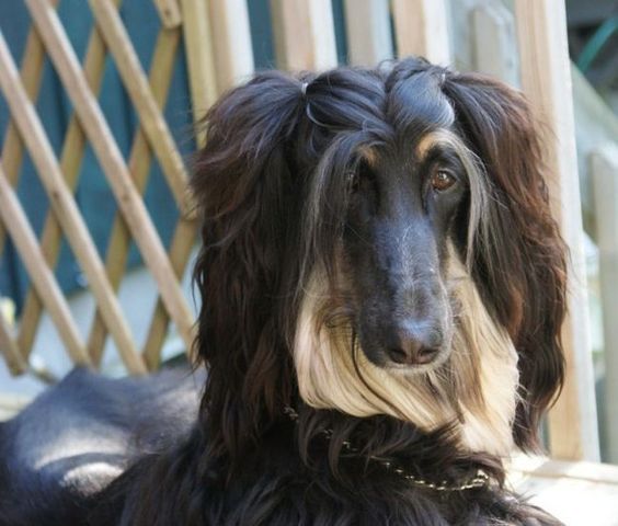 Double Ponytail Dog Hairstyle