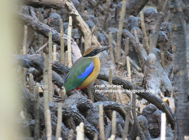 Mangrove Pitta in Ubin 