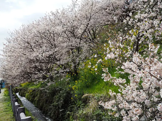 一ノ堰ハラネ　春めき桜