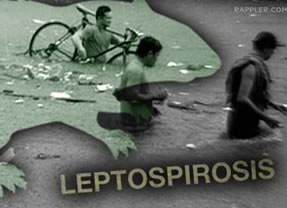 Leptospirosis