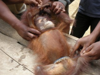 pembantaian orangutan