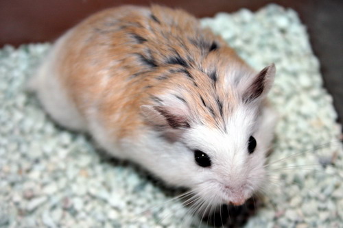 Jenis Jenis Hamster Dan Spesifikasiny Udons Hams pet
