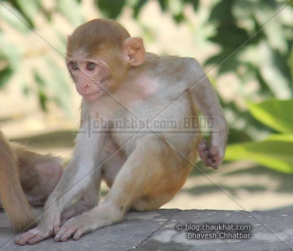 Monkeys of Jaipur - Baby monkey scratching its back
