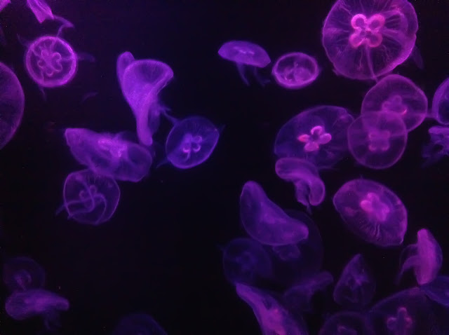 A luminous smack of purple and magenta jellies against a black background