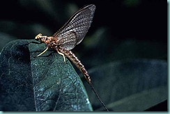 mayfly