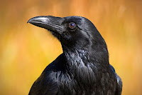 'Raven'