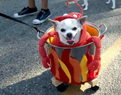 Funny Dog Costumes