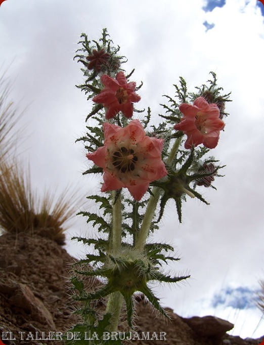 Flores de Salta,Arg.-brujaMar