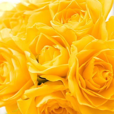 wallpapers of yellow roses. free wallpapers nature.