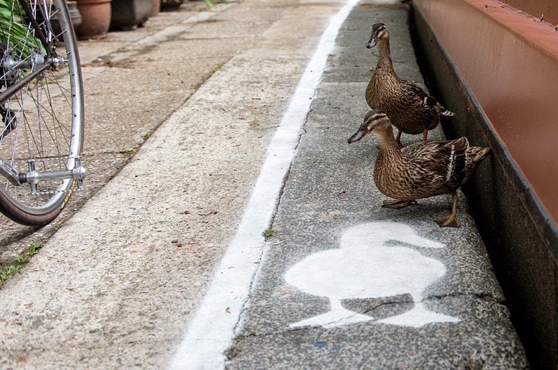 duck-lanes-canal-river-trust-2