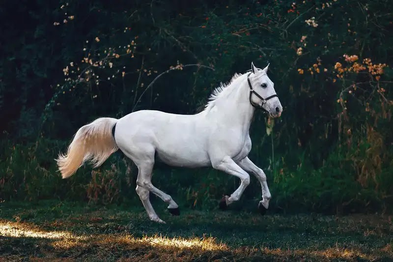 The Timeless Charm of Horses as Pets: A Bond Beyond Words