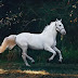 The Timeless Charm of Horses as Pets: A Bond Beyond Words