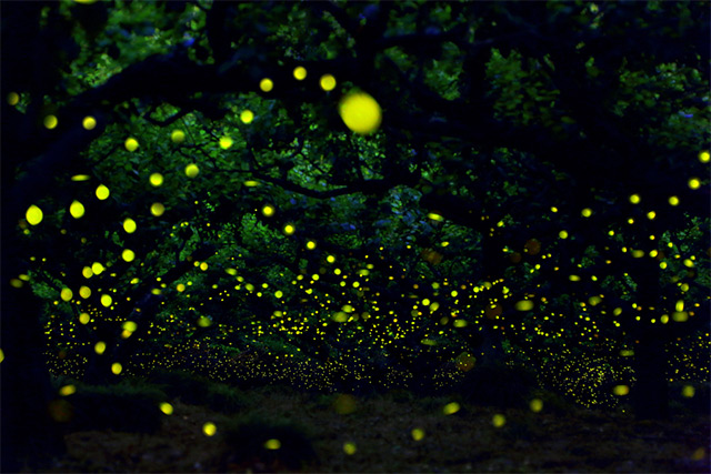 foto long exposure kunang-kunang di Hutan Nagoya City oleh Yume Cyan