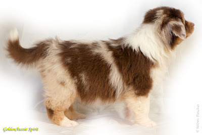 australian shepherd puppy red merle