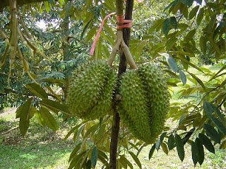 Durian merupakan tanaman buah berupa pohon MEMBUDIDAYAKAN TANAMAN DURIAN