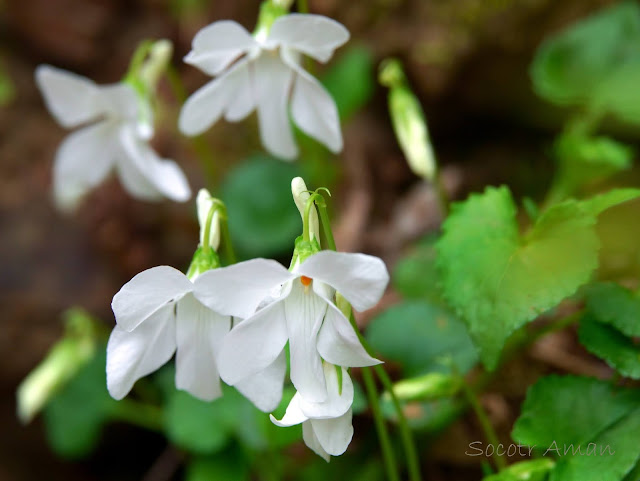 Viola grypoceras