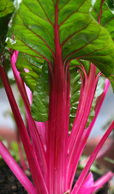 Uncle Macs Garden Shed: FARM GIRL'S CORNER - Swiss chard