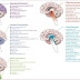 MANIFESTATIONS OF BRAIN TUMORS BASED ON LOCATION