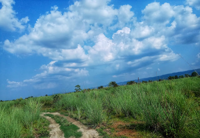 Chitwan grassland