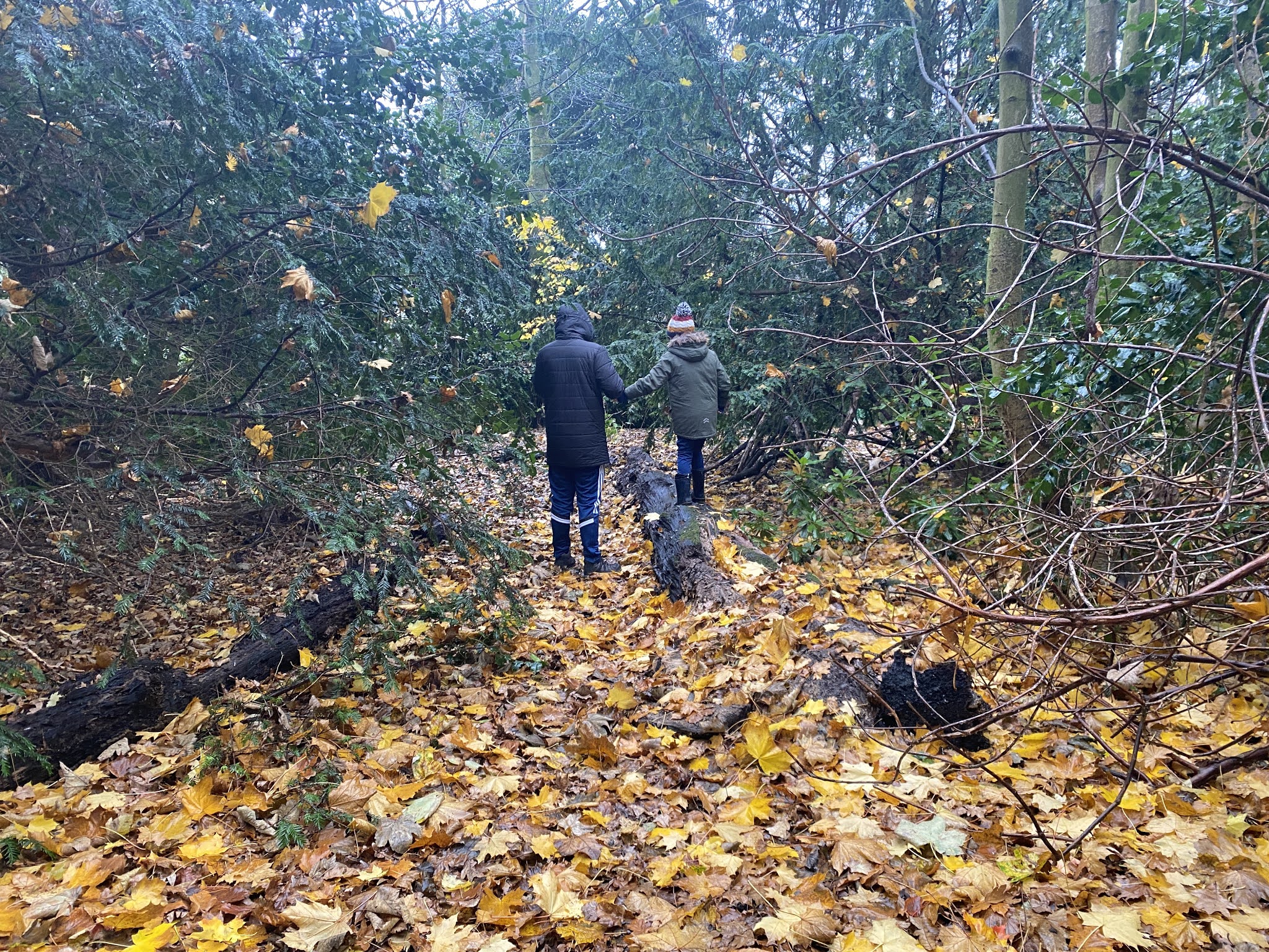 woodland playground