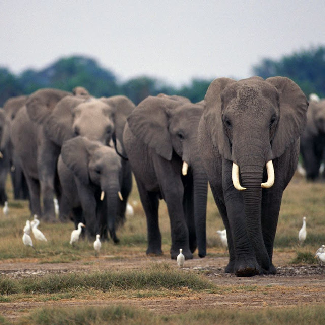 Foto-Foto Binatang - Gambar Gajah