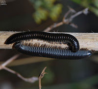 Milpiés negro (Spirobolus marginatus)