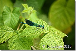 IMG_5152