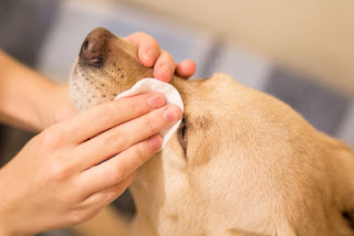 a person wiping a dogs eyes with pet eye stain remover