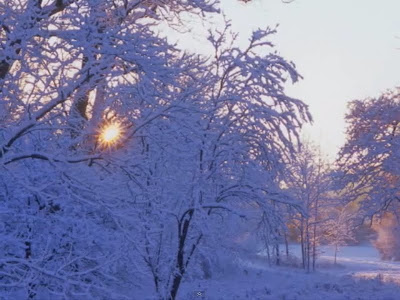 christmas-sun-pictures-landscape-trees-2011