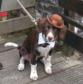 Cute dogs - part 11 (50 pics), dog wears tie and hat