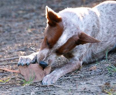 Heeler puppy with chew toy