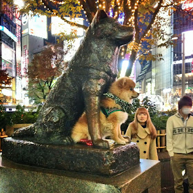 adorable dog pictures, cute dog pose with hachiko statue