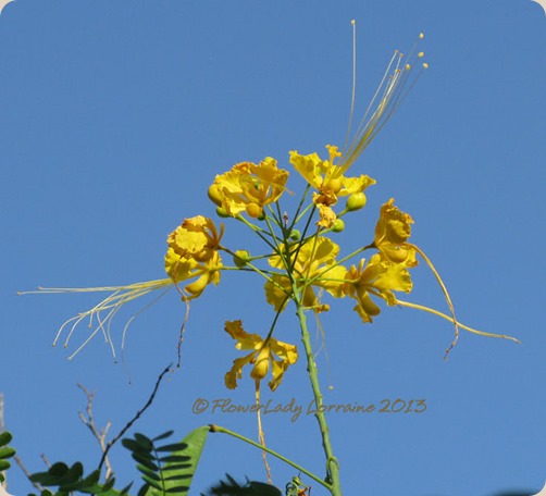 05-15-dwarf-poinciana