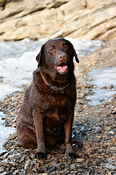 labrador tyrifjorden rytterager lemostangen