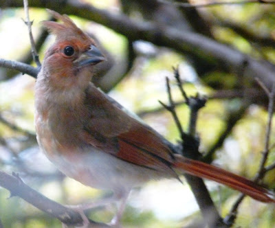 juvenile cardinal