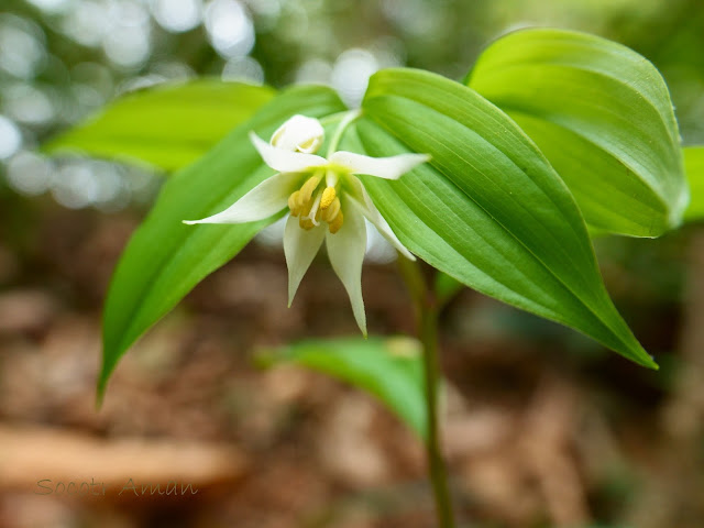 Disporum smilacinum