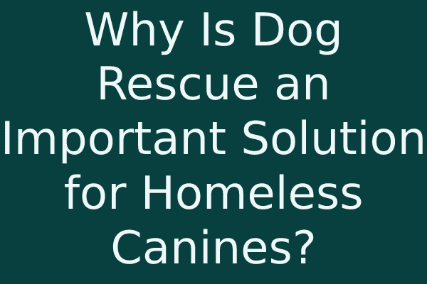 Why Is Dog Rescue an Important Solution for Homeless Canines?
