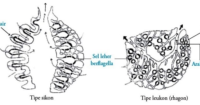 Filum Porifera : Pengertian, Ciri-ciri, Klasifikasi 