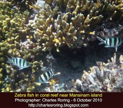 Damselfish in Coral Reef of Manokwari
