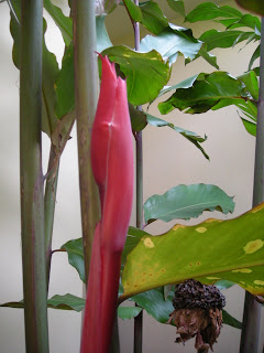 Etlingera elatior, common name Torch Ginger