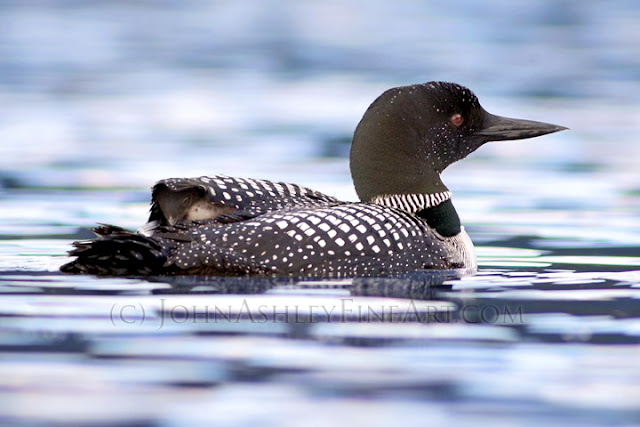 'Hungry Loon Chick' (c) John Ashley