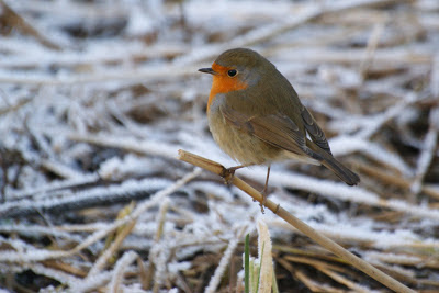 Readboarstke - Roodborst - Erithacus rubecula