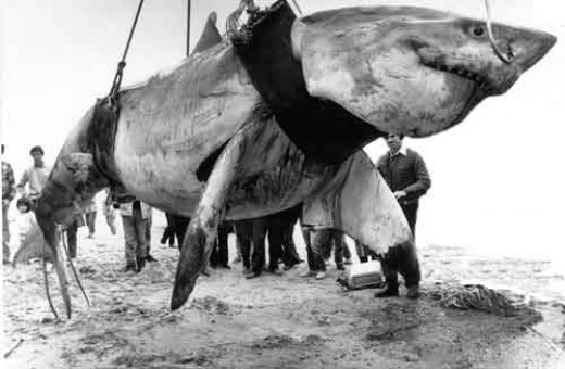 Great White Shark Information : Aquaponics Rewards And Why It's For You