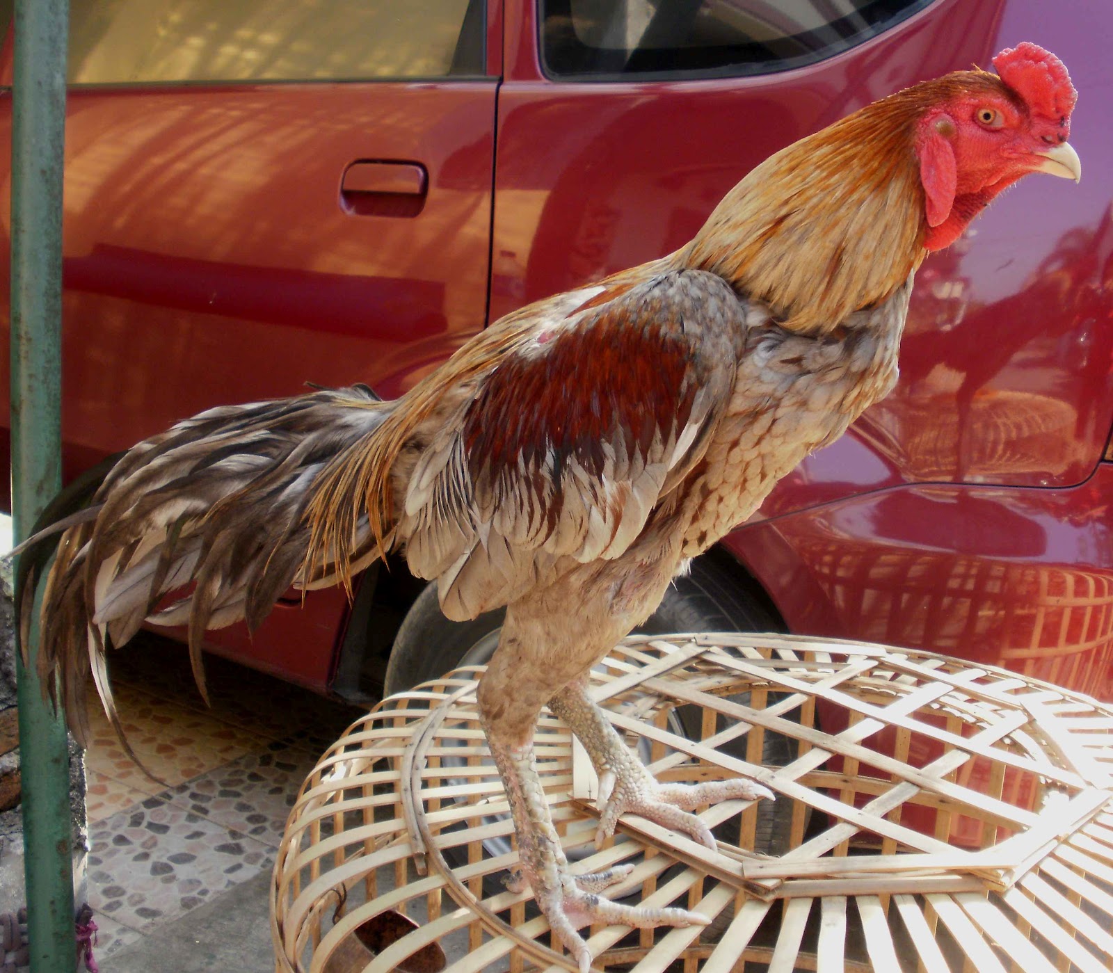  Jenis  Ayam  Kampung Berdasar Warna  Bulu Ilham Creative