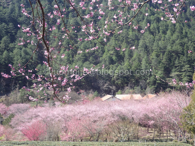 Wuling Farm cherry blossoms