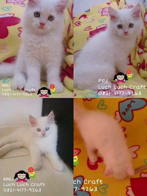 jual beli kucing persia medium white red point surabaya-sidoarjo