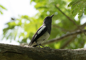 Oriental Magpie Robin - Singapore Botanic Gardens