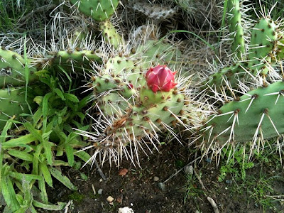 Opuntia littoralis (coastal prickly-pear)