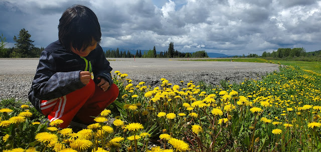 Boy enjoying the dandelions on gravel rest area